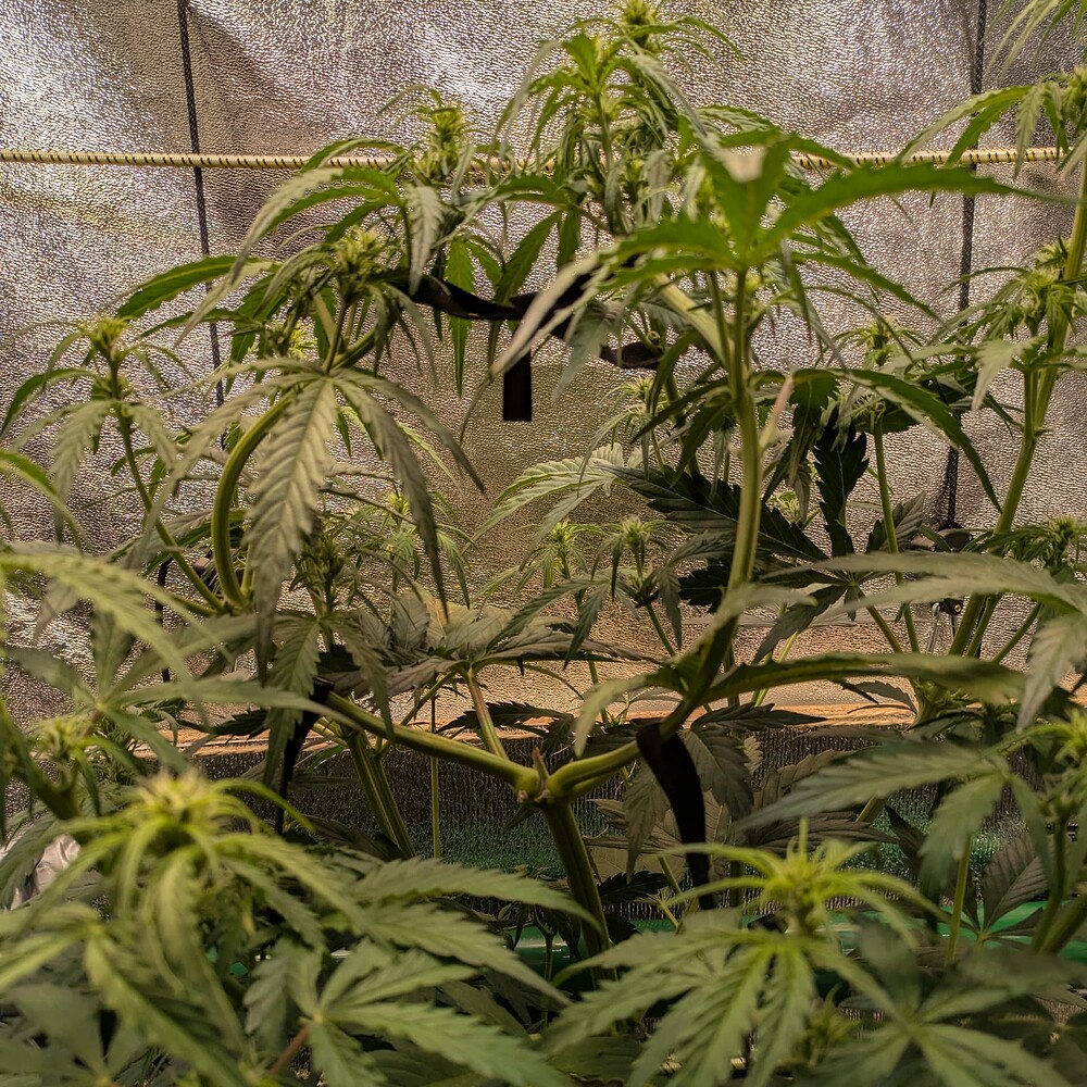 Growreport Bild 6