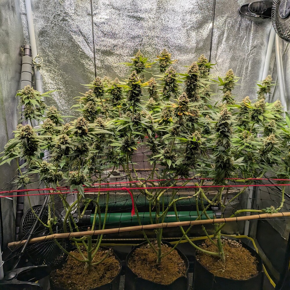 Growreport Bild 3