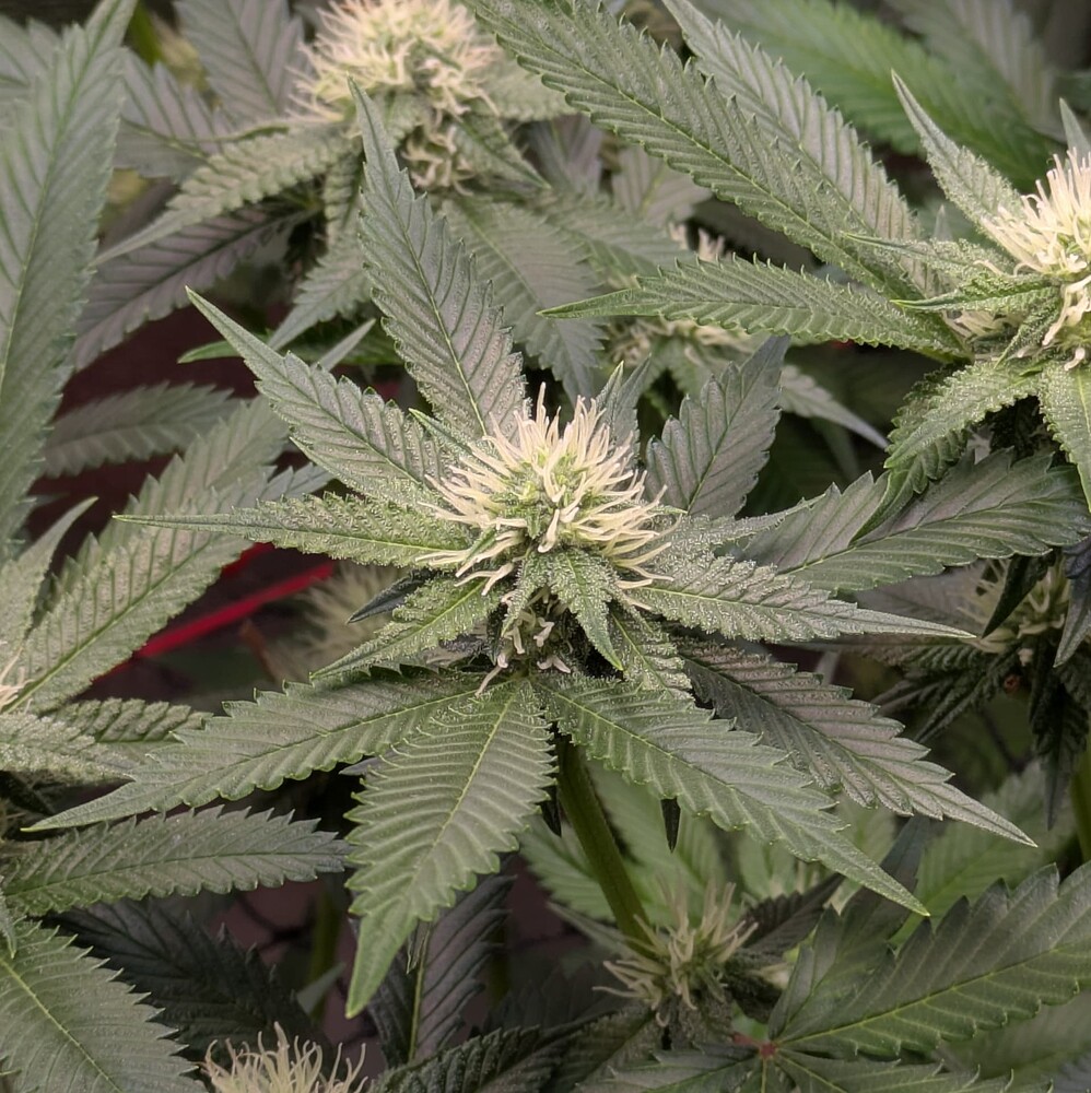 Growreport Bild 11
