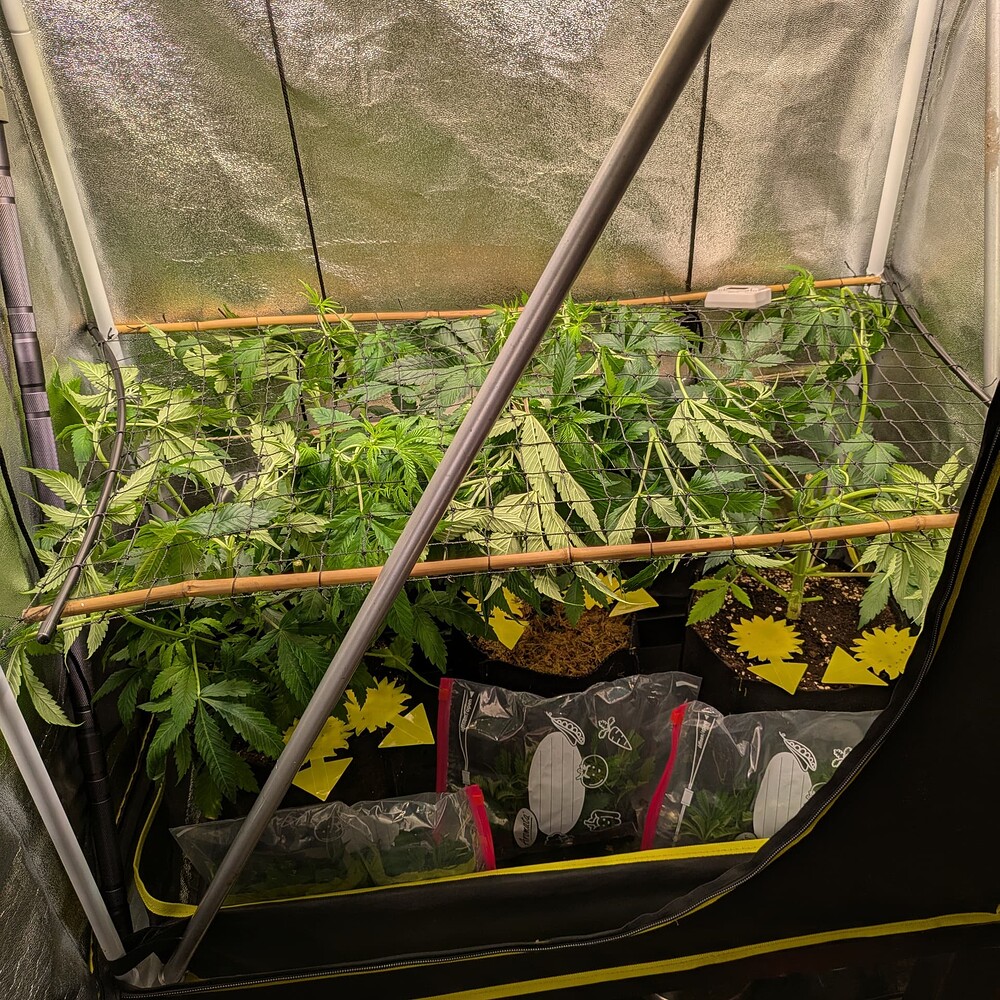 Growreport Bild 16