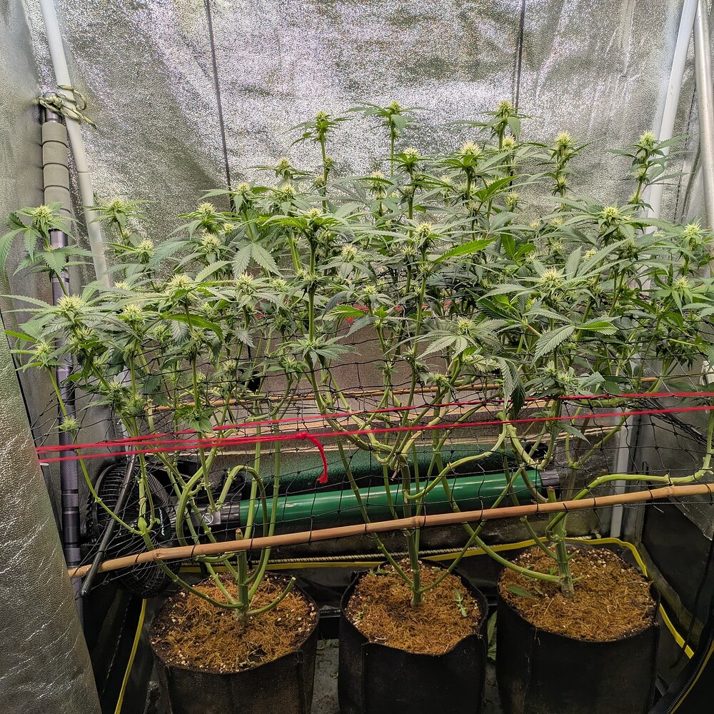 Growreport Bild 5
