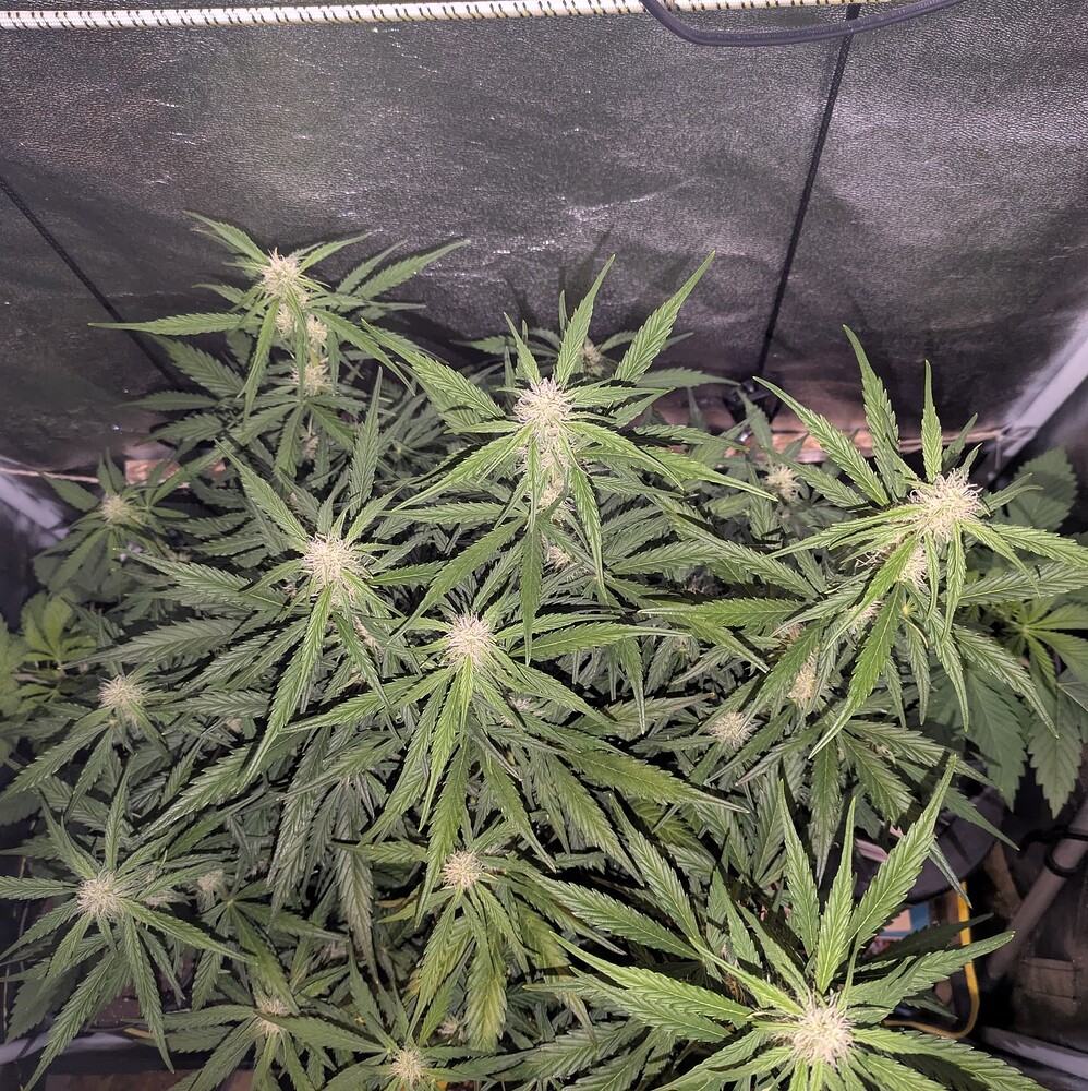 Growreport Bild 18