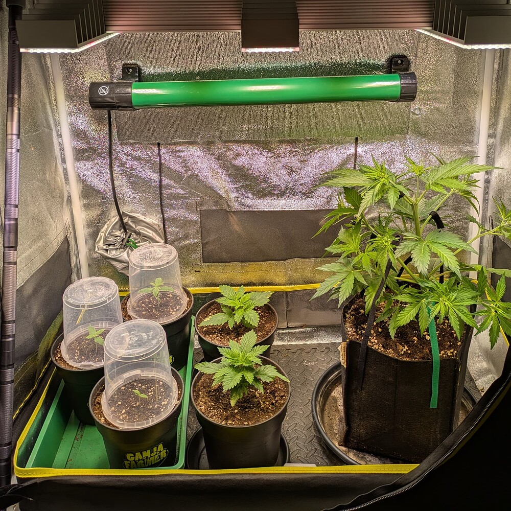Ein Growzelt mit fünf Cannabispflanzen in verschiedenen Wachstumsstadien, beleuchtet durch LED-Panels.
