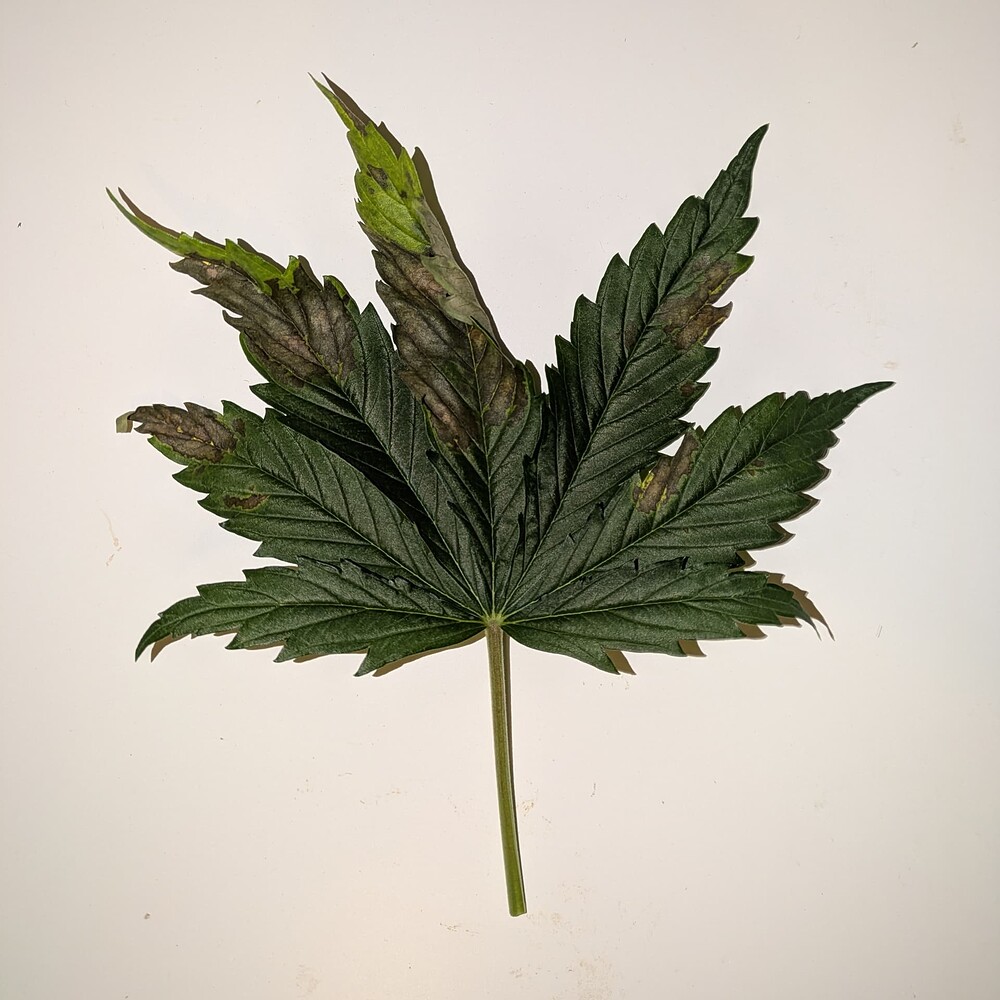 Growreport Bild 21