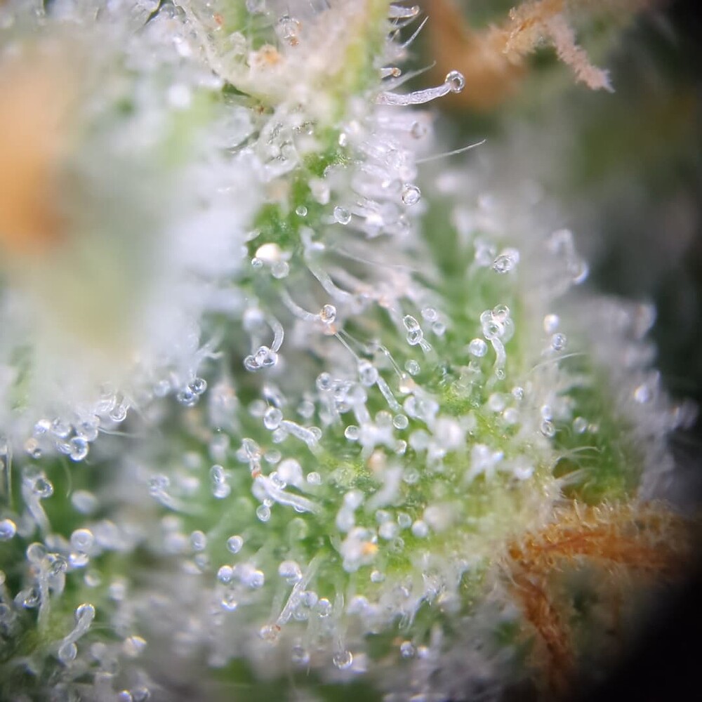 Growreport Bild 16