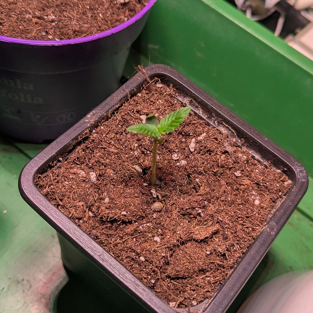 Ein junger Cannabis-Sämling in einem quadratischen schwarzen Topf mit Kokos-Substrat.