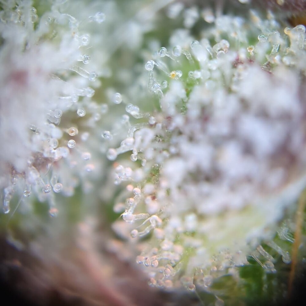 Growreport Bild 26