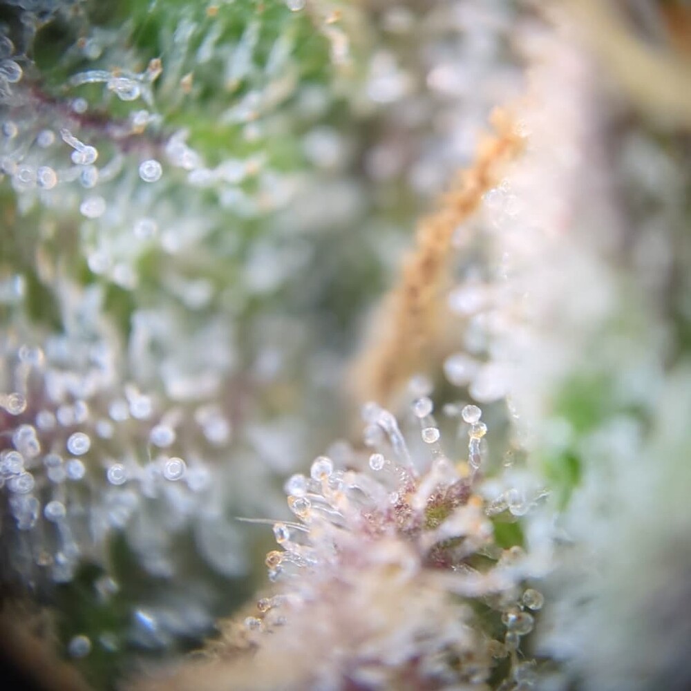 Growreport Bild 27