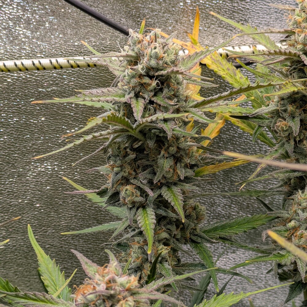 Growreport Bild 15