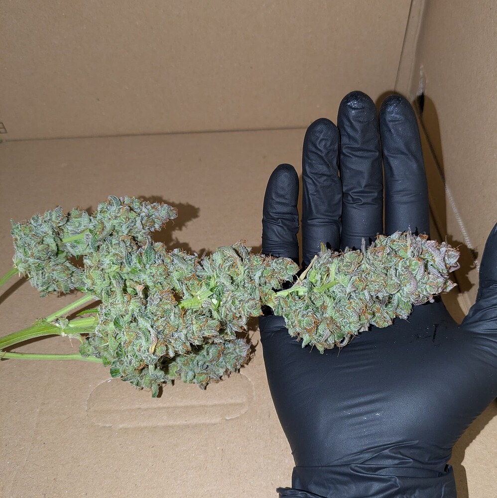 Growreport Bild 16
