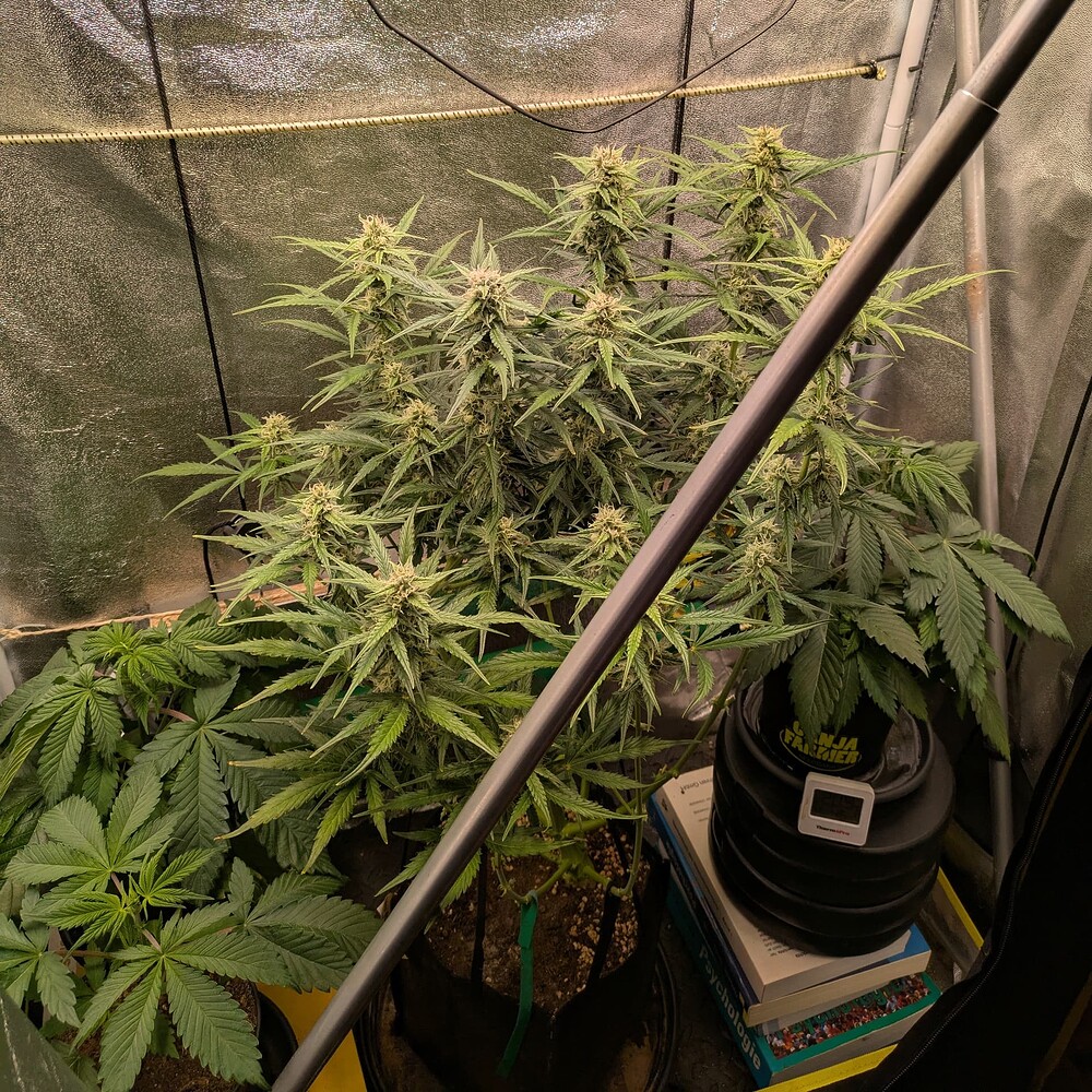 Growreport Bild 1