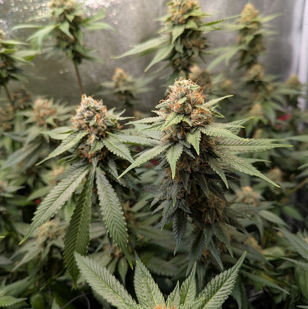 Growreport Bild 19
