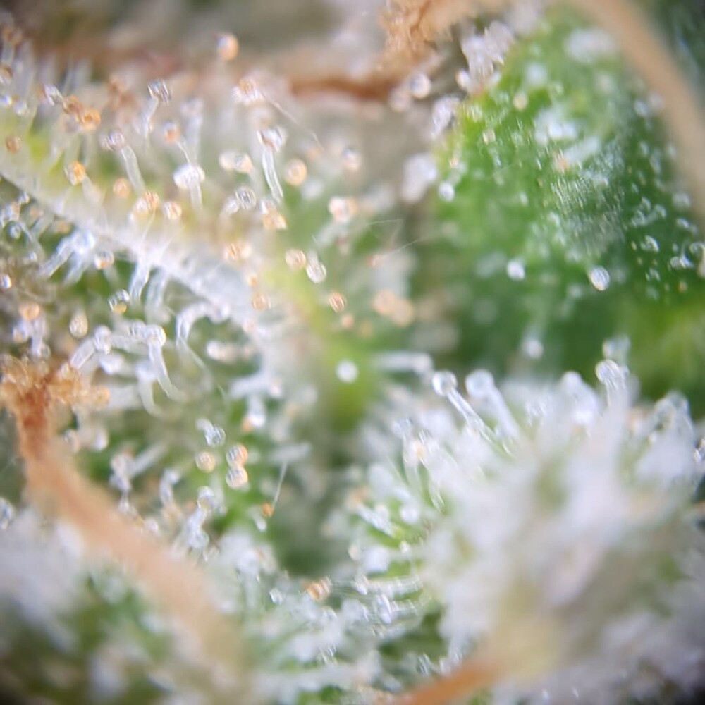 Growreport Bild 12