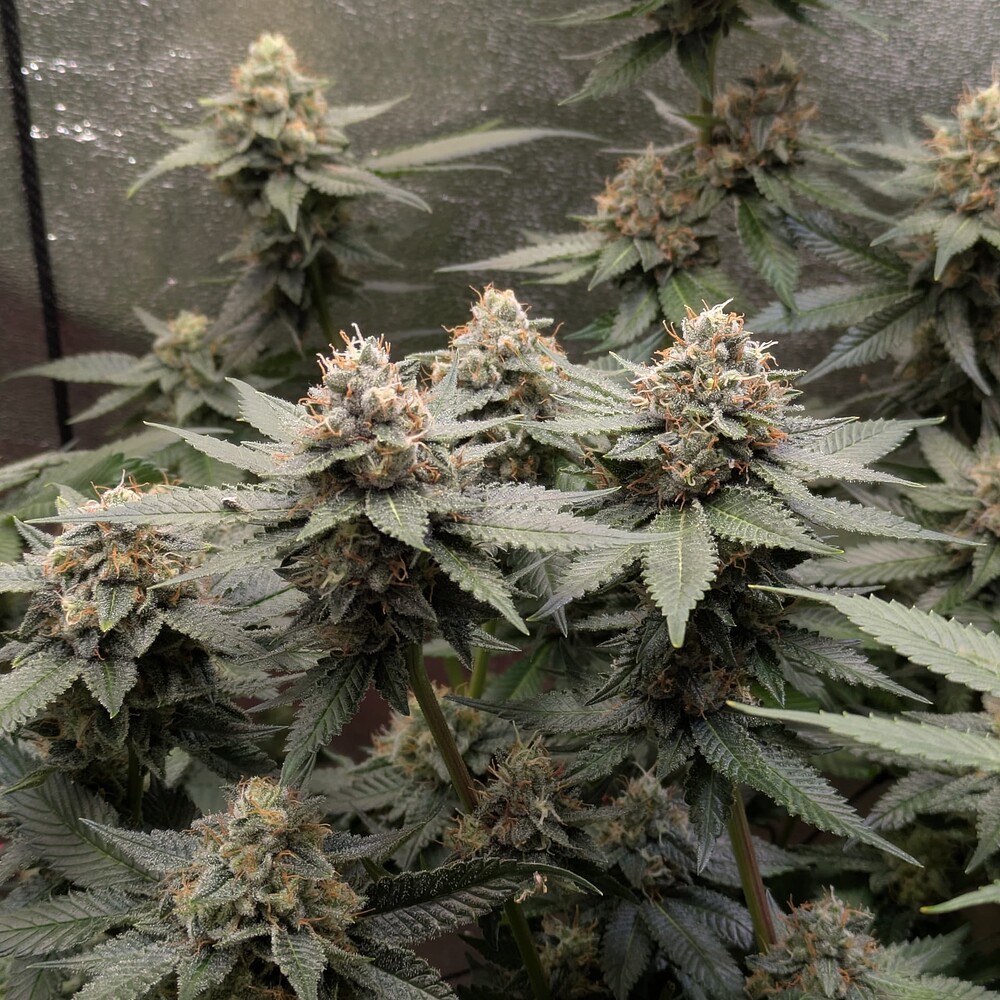 Growreport Bild 8