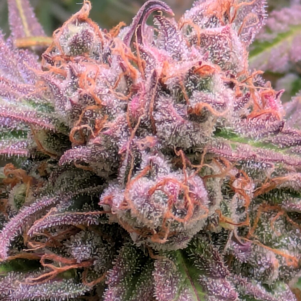 Growreport Bild 10