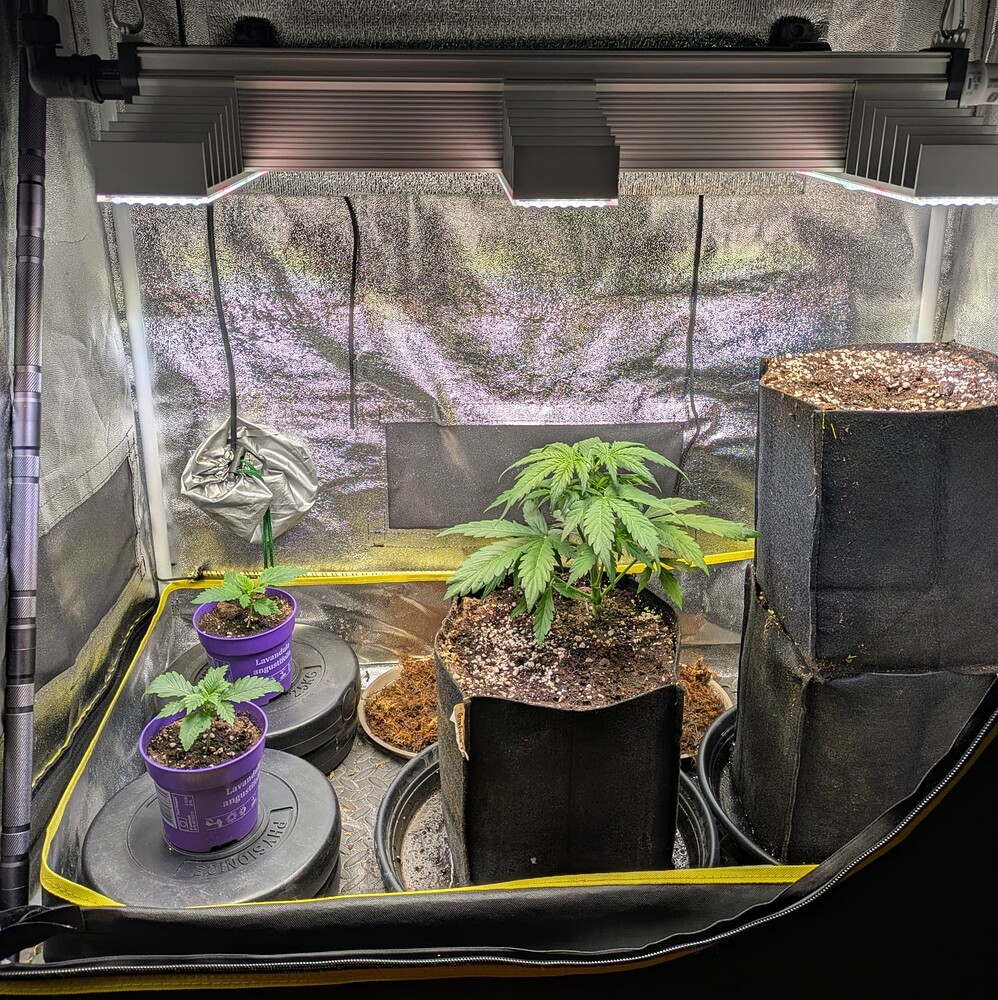 Drei Cannabispflanzen in einem Growzelt unter einer LED-Lampe, zwei in kleinen lila Töpfen und eine in einem größeren Stofftopf.
