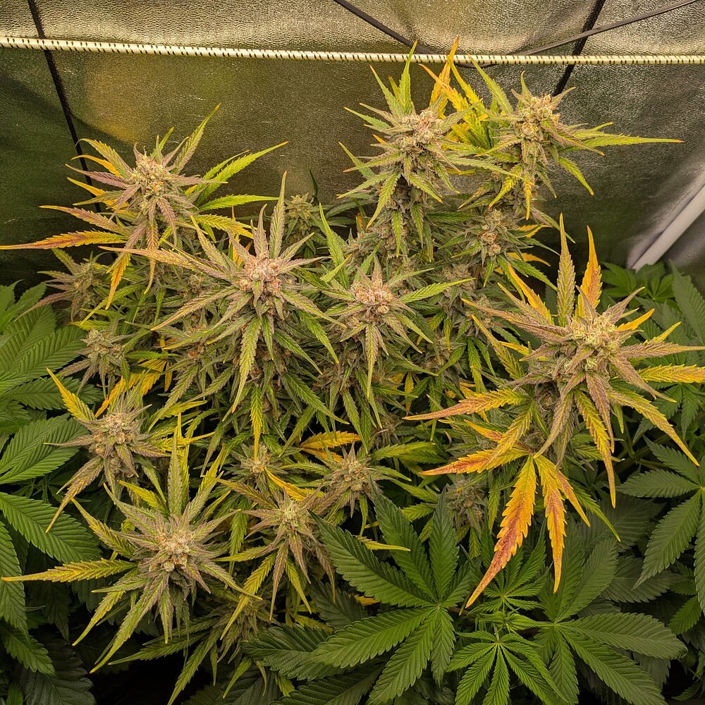 Growreport Bild 5