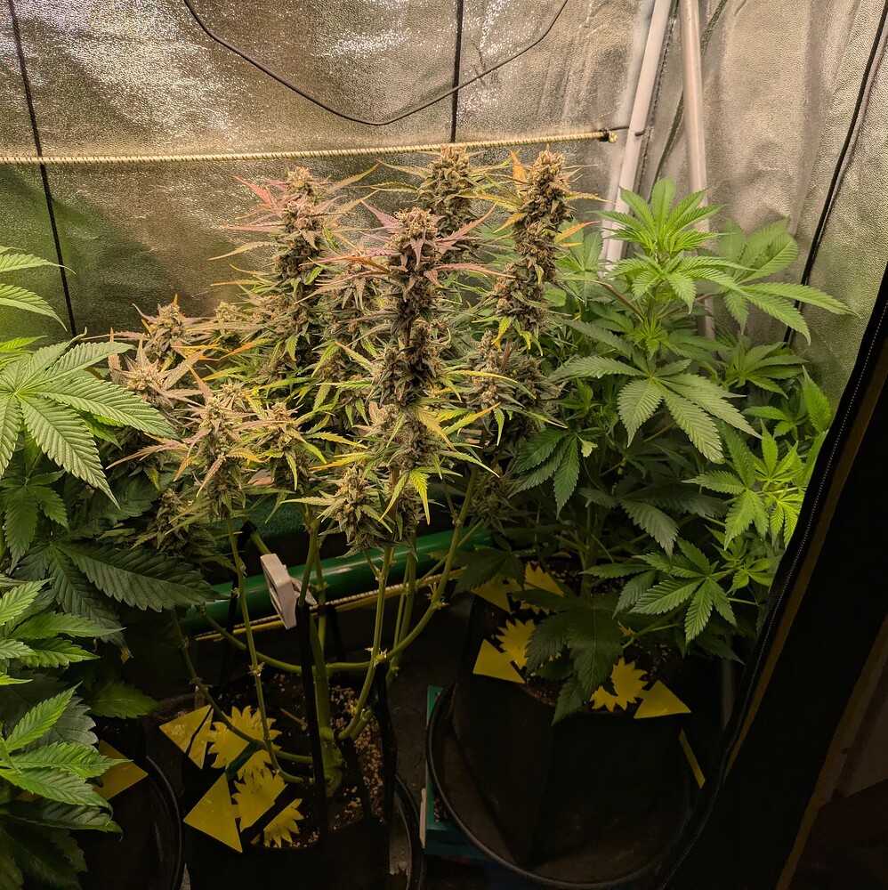 Growreport Bild 23