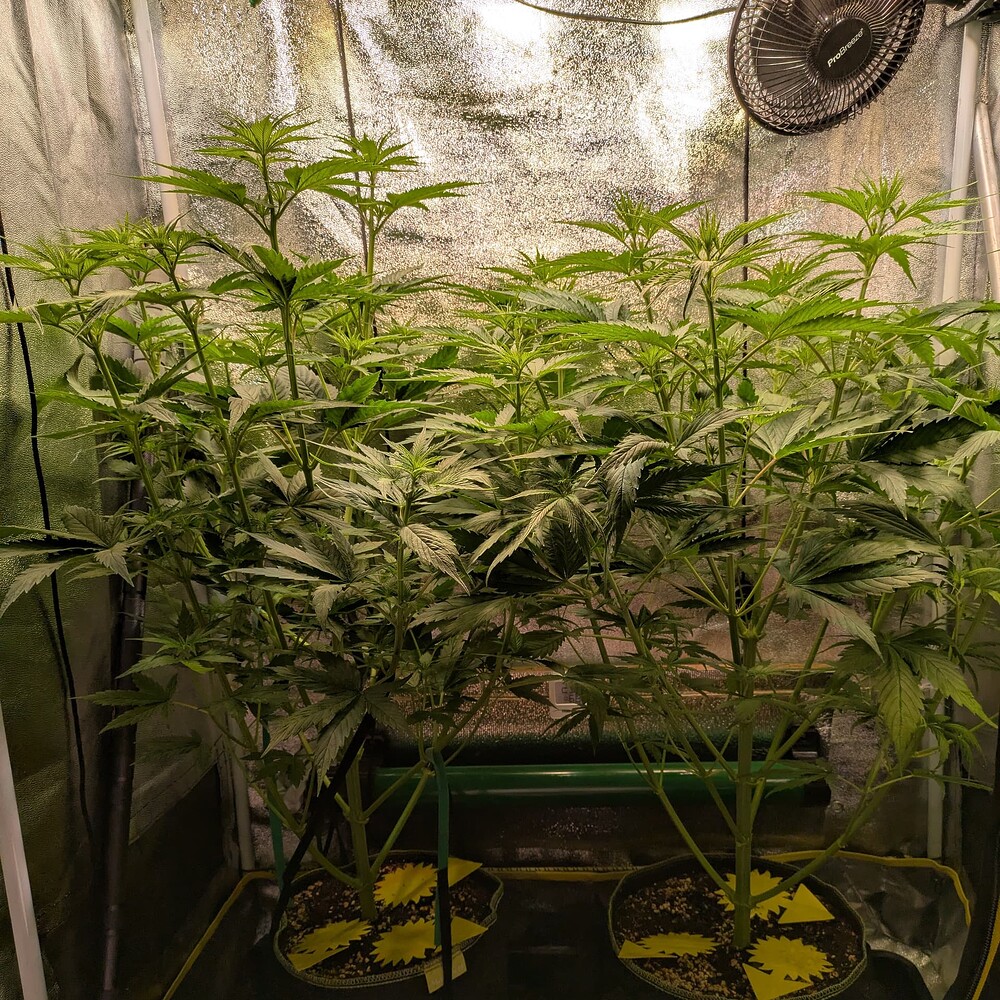 Growreport Bild 27