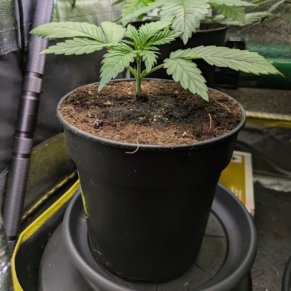 Growreport Bild 29