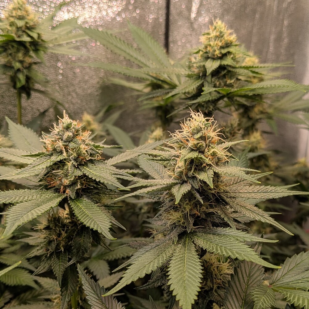 Growreport Bild 2