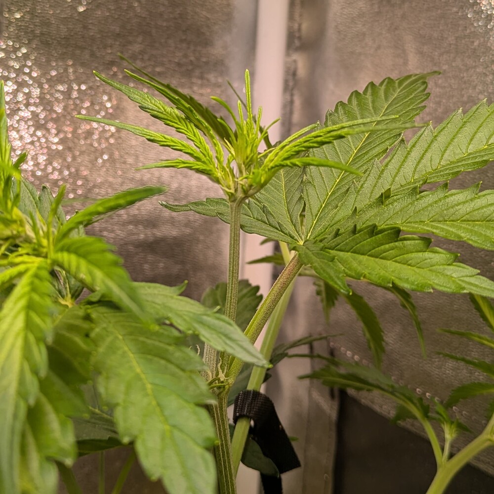 Nahaufnahme einer Purple Queen Cannabispflanze, die in die Blütephase übergeht, mit sichtbaren Stigmen und einem Bindeband am Stängel.
