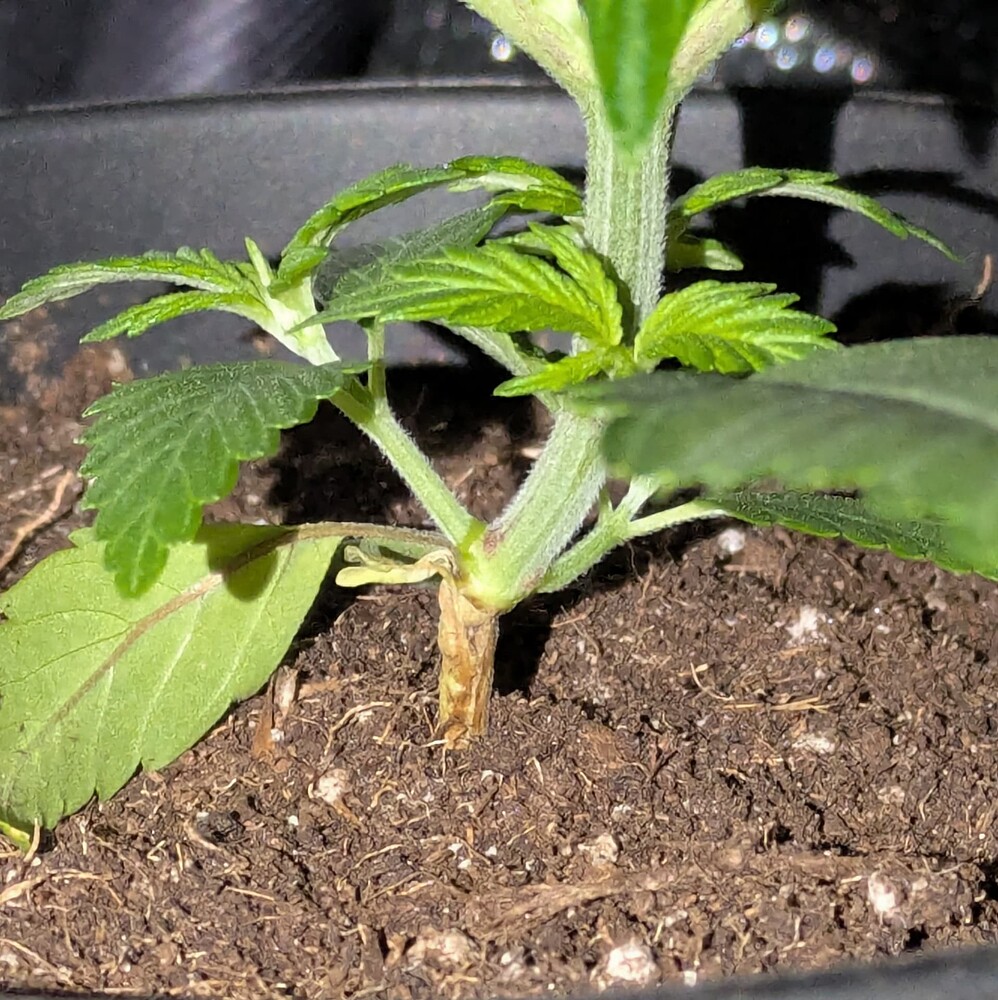 Growreport Bild 28