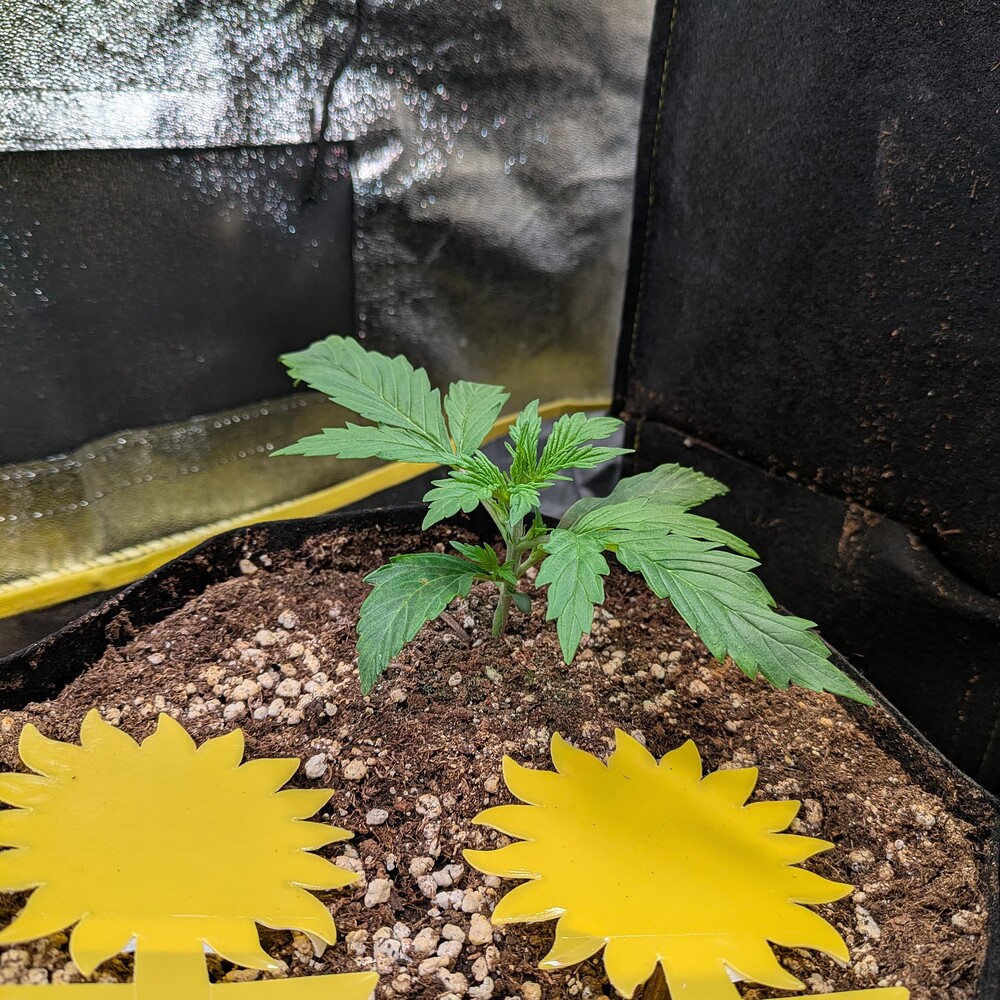 Eine junge Cannabispflanze in einem Stofftopf mit zwei gelben Gelbtafeln in der Erde.
