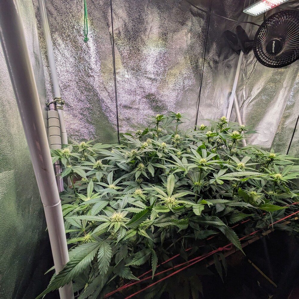 Growreport Bild 3