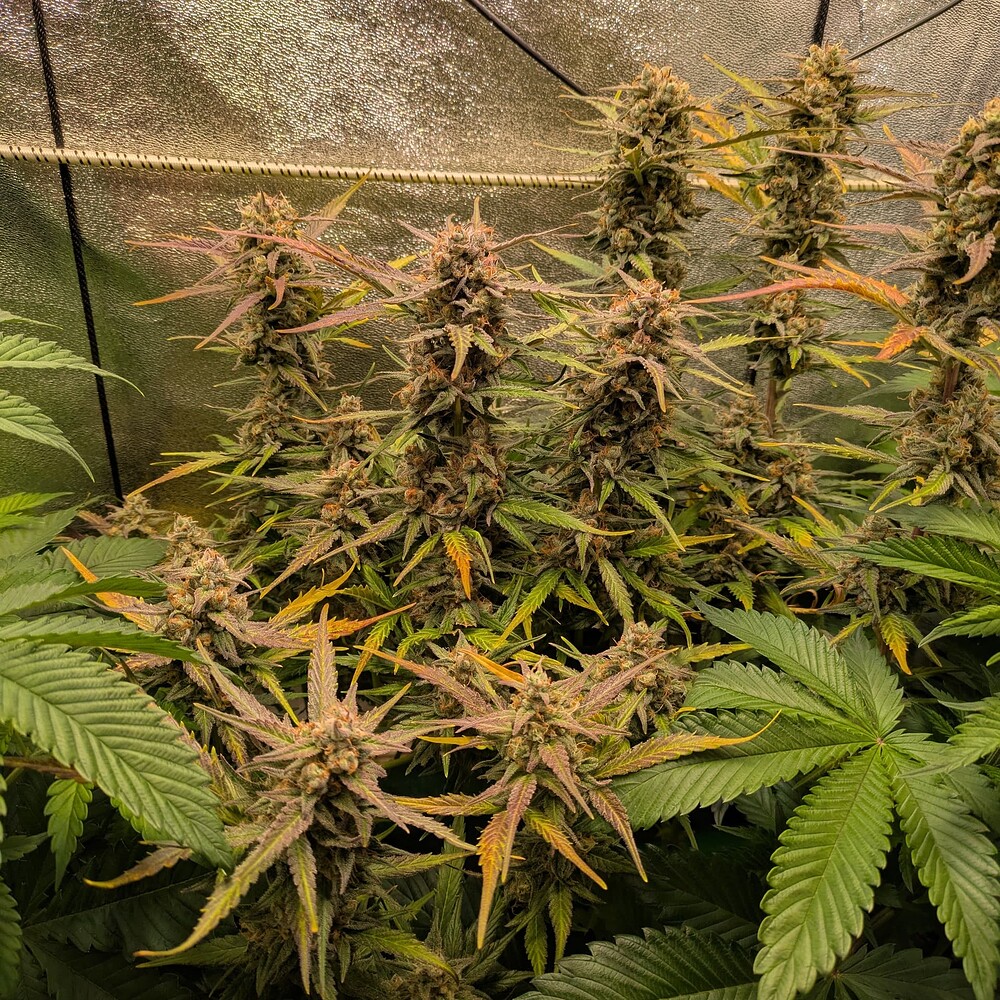 Growreport Bild 22
