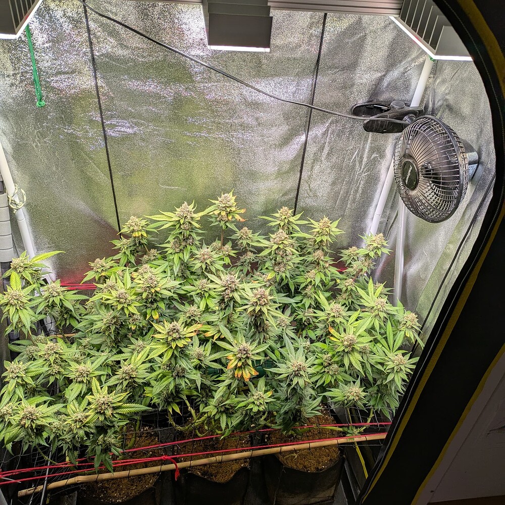 Growreport Bild 1