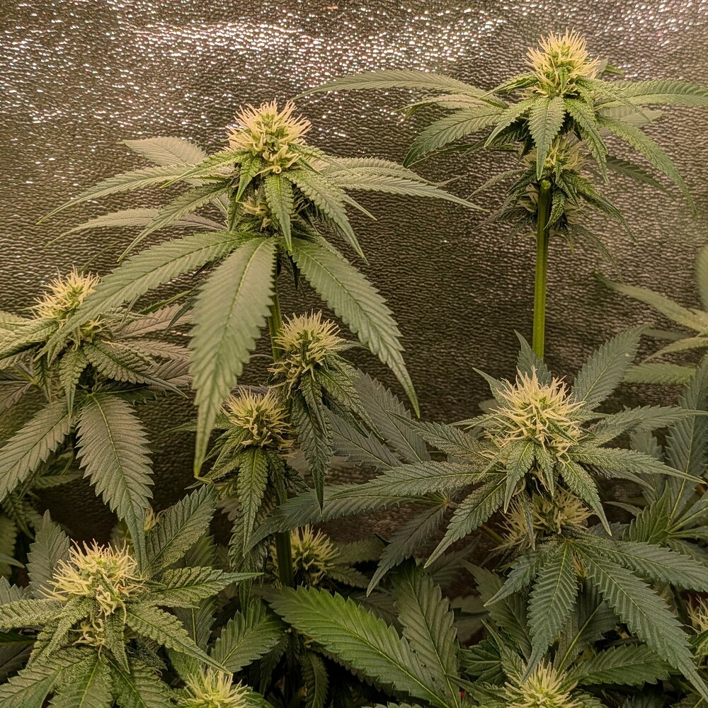 Growreport Bild 8