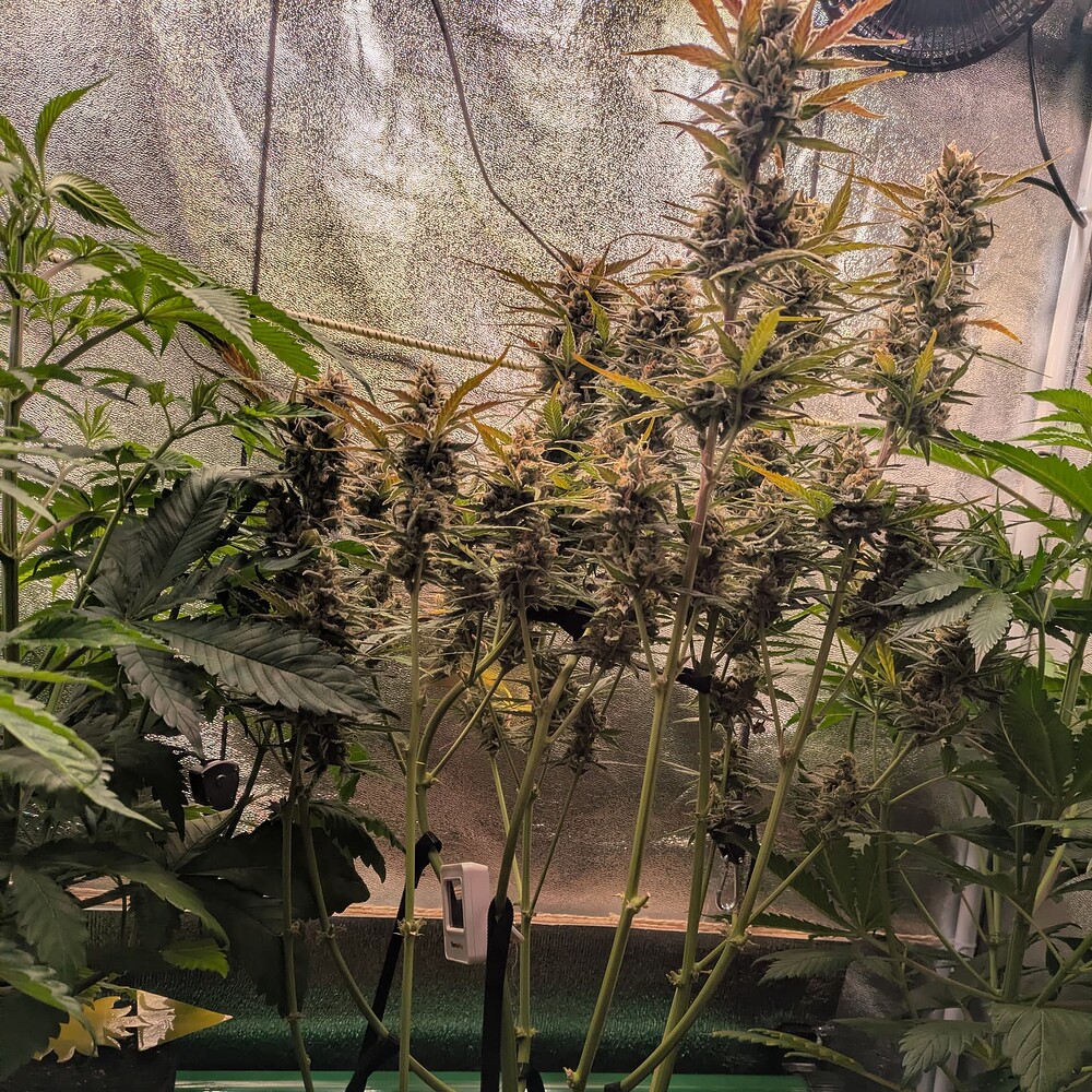 Growreport Bild 24