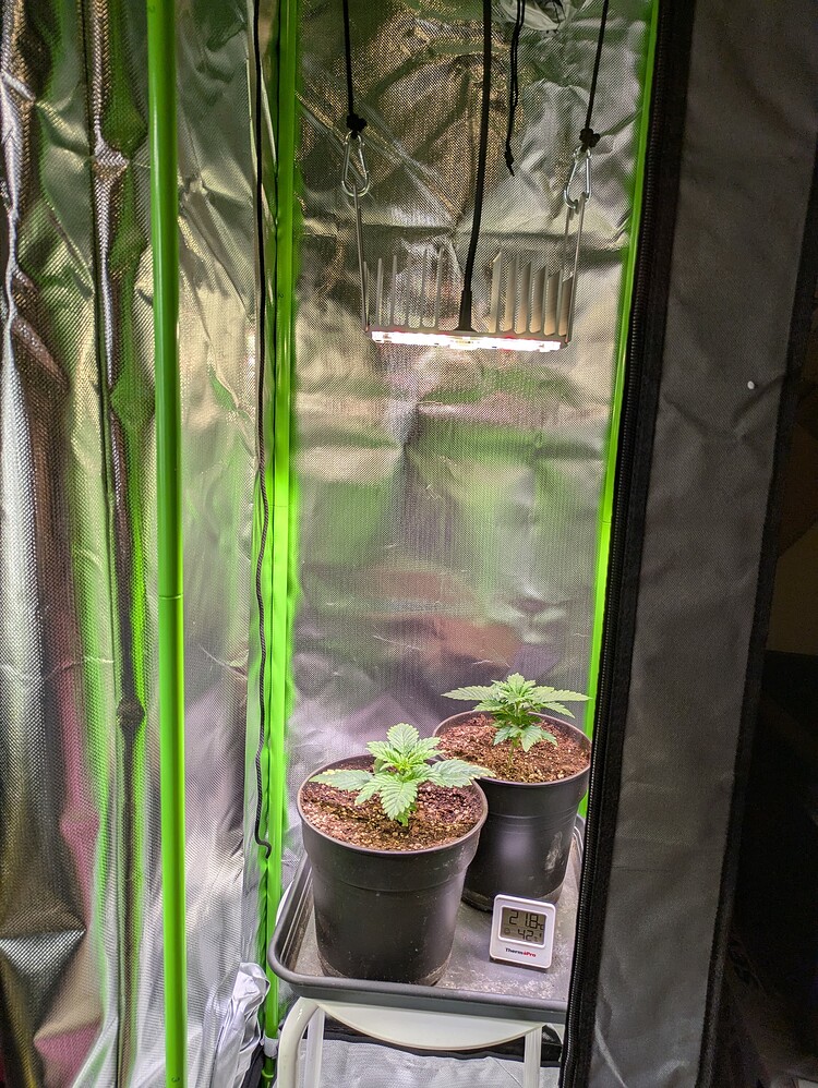 Zwei junge Cannabispflanzen in schwarzen Töpfen in einem Growzelt mit LED-Beleuchtung.