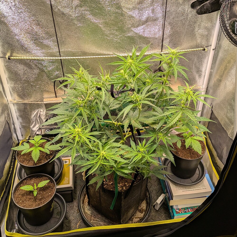 Growreport Bild 3