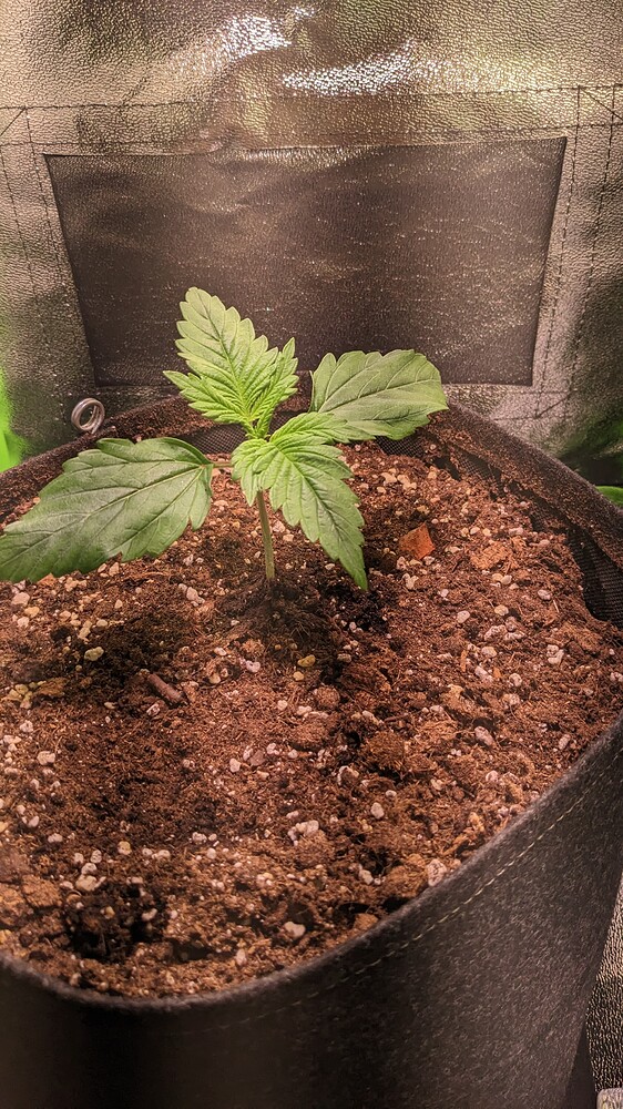 Girl Scout Cookies Auto (Fast Buds) Produktfoto