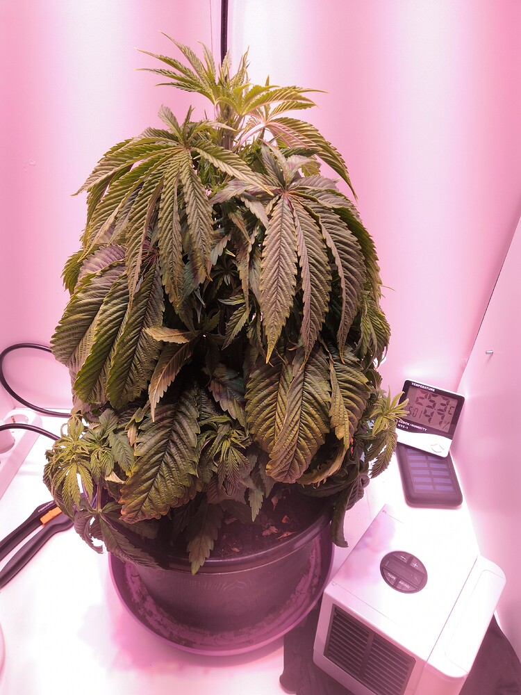 Rainbows Feminisiert (BSF Seeds) Produktfoto