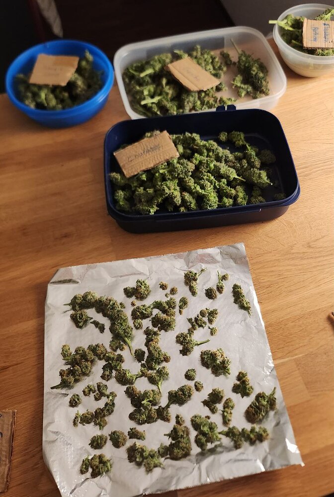 Mein erster Grow: White Widow, 120x120, organisch