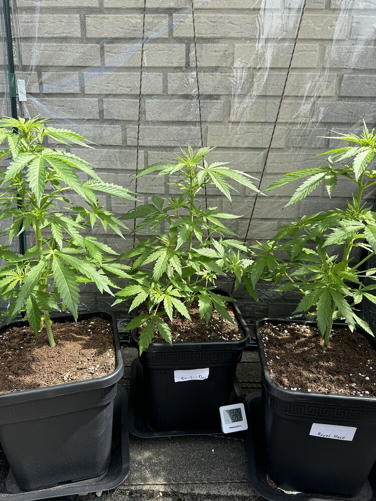 Royal Haze Auto Produktfoto