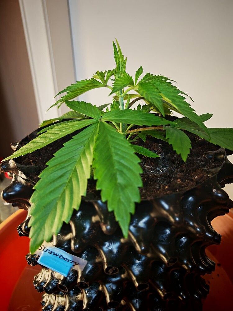 Arjan's Strawberry Haze Produktfoto