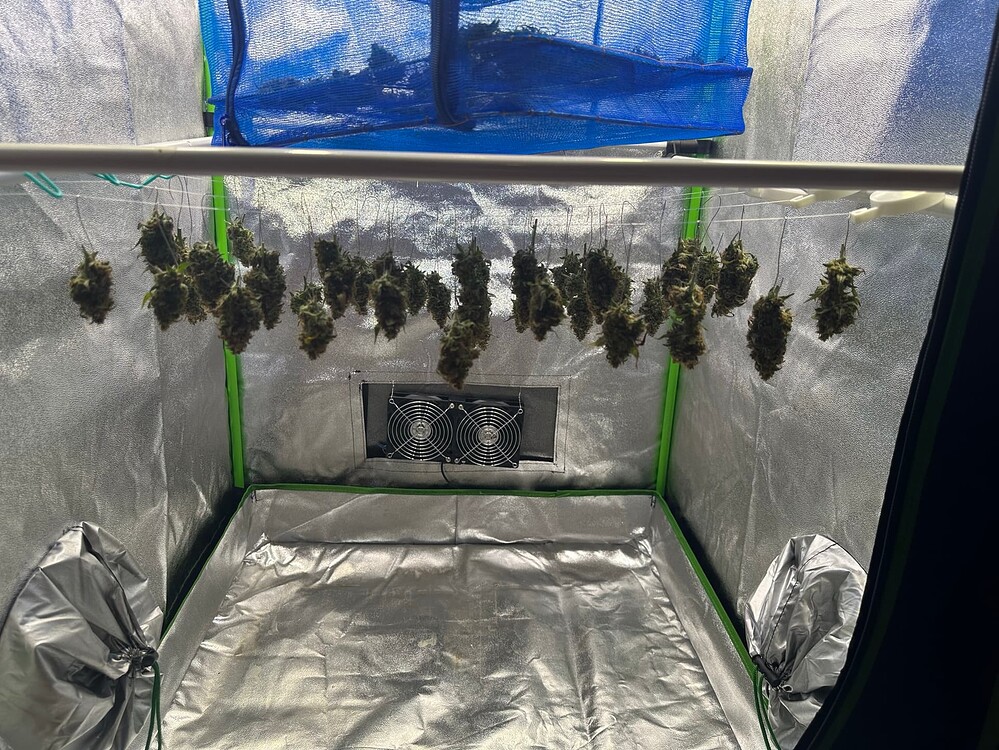[Abgeschlossen]1. Grow - Indoor - 4 Autos: 2xTitan F1, 1xBlueberry, 1xTriple G