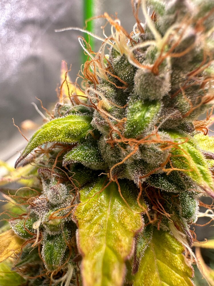 Triple G Auto Produktfoto