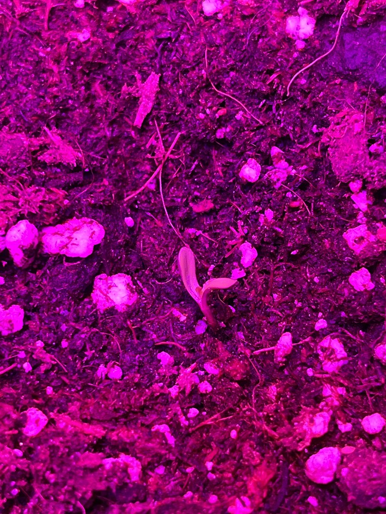 Fat Banana Auto Produktfoto