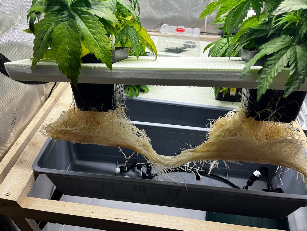 Early Thai Skunk Feminisiert (Big Seed Bank) Produktfoto