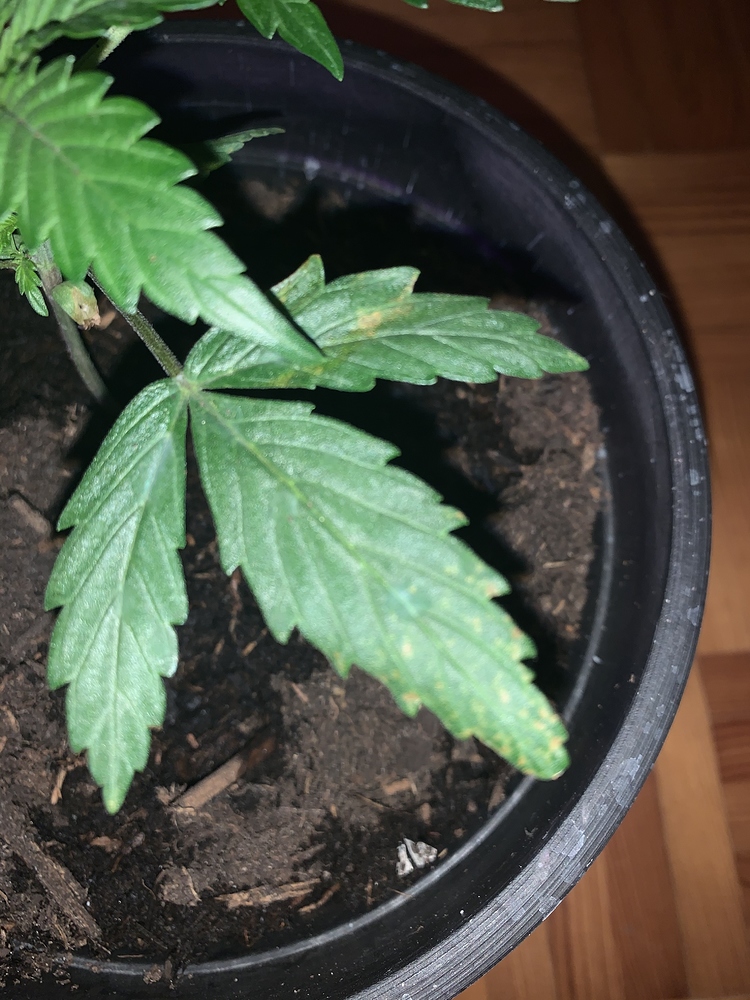 Fast Eddy Automatic CBD Produktfoto