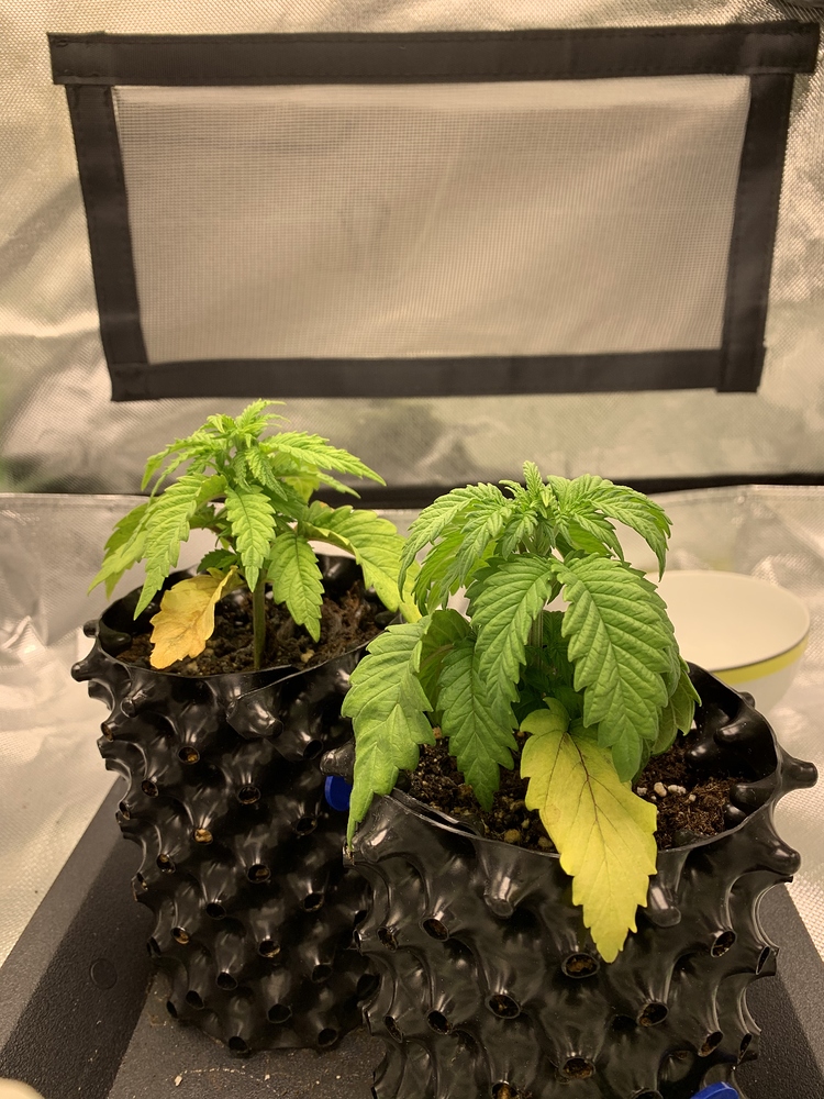 Critical Orange Punch Feminisiert (Dutch Passion) Produktfoto