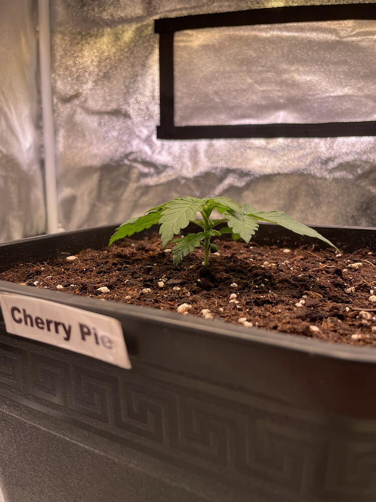Cherry Pie Auto Produktfoto