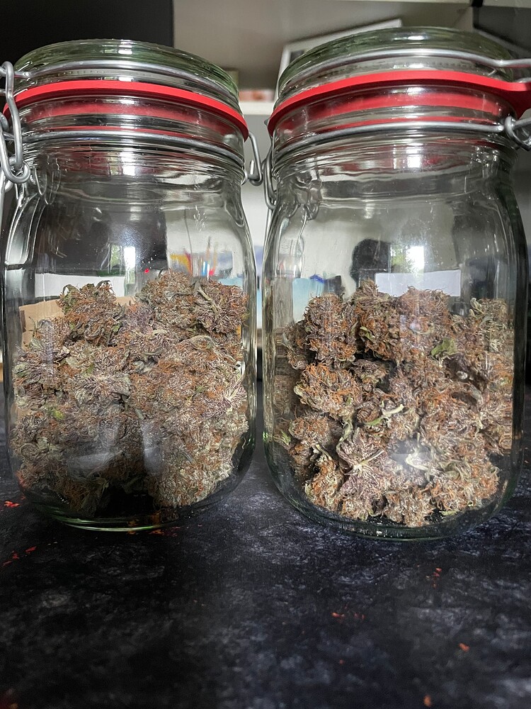 [BEENDET] Grow #5 (Outdoor): Sweet Summer Terps 2025🍍🍒🫐 - Wedding Cake | Cherry Pie | Purple Lemonade | Purple Punch