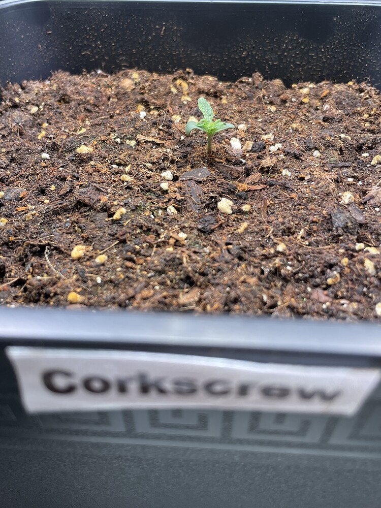 Corkscrew Auto Produktfoto