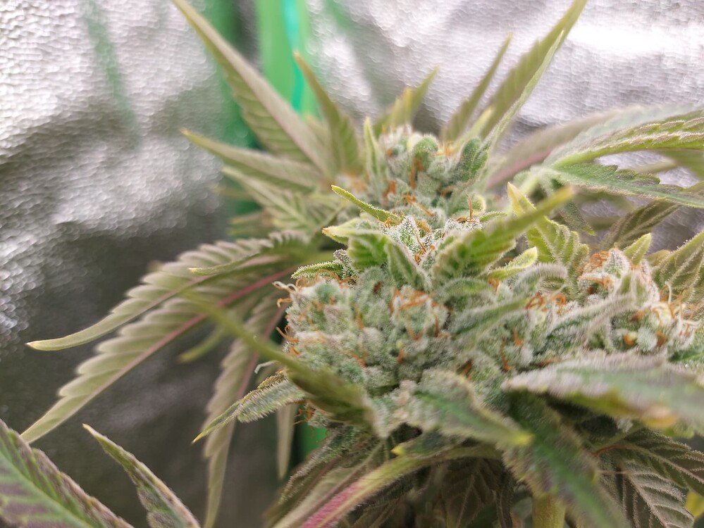 24K Tangie Feminisiert (Bsb Genetics) Produktfoto